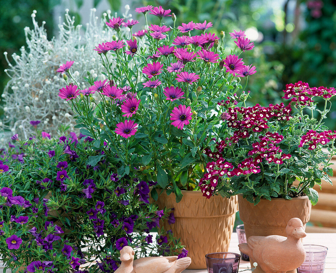 Petunia hybr. 'Million Bells' und 'Celebration Blue'