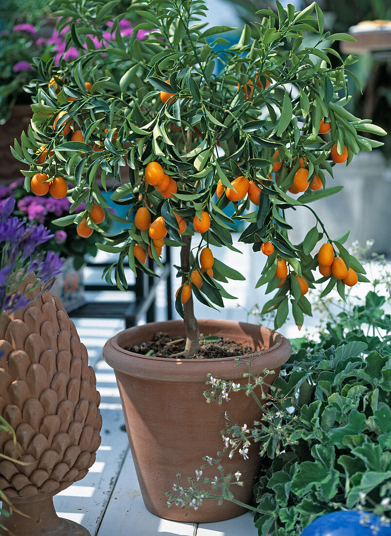 Fortunella margarita (Oval-Kumquat) auf Balkon