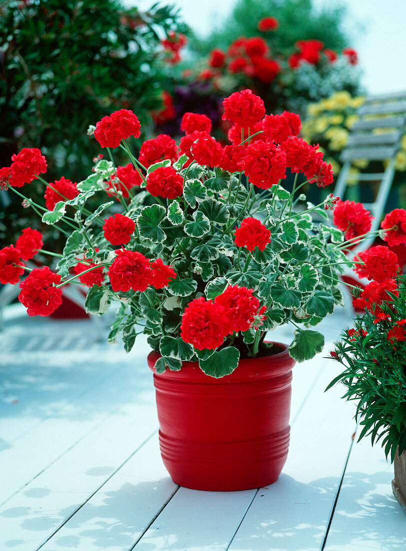 Pelargonium zonal hybrids 'Cardine Schmidt' syn. 'Wilhelm'