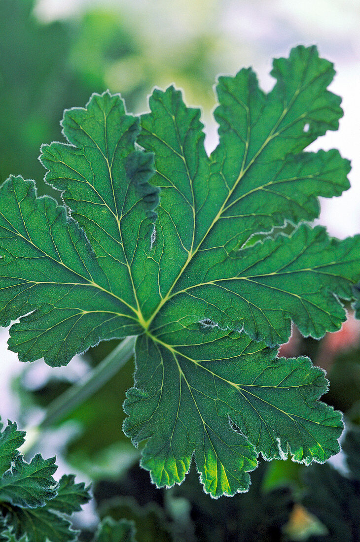 Pelargonium graveolens