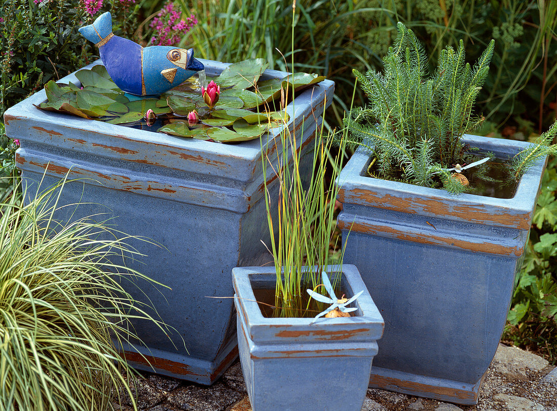 Blue glazed pots with Nymphea hybrid 'Froebeli'