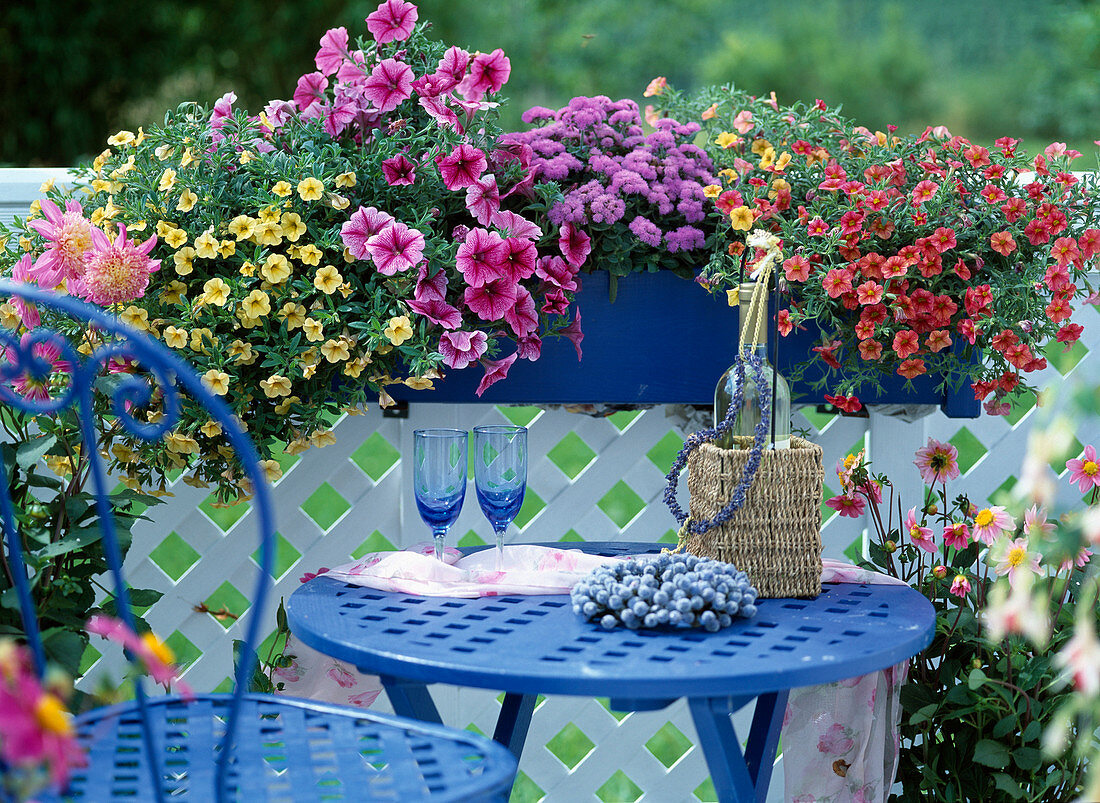 Balcony box with Petunia hybrid 'Celebration Sun', Petunia