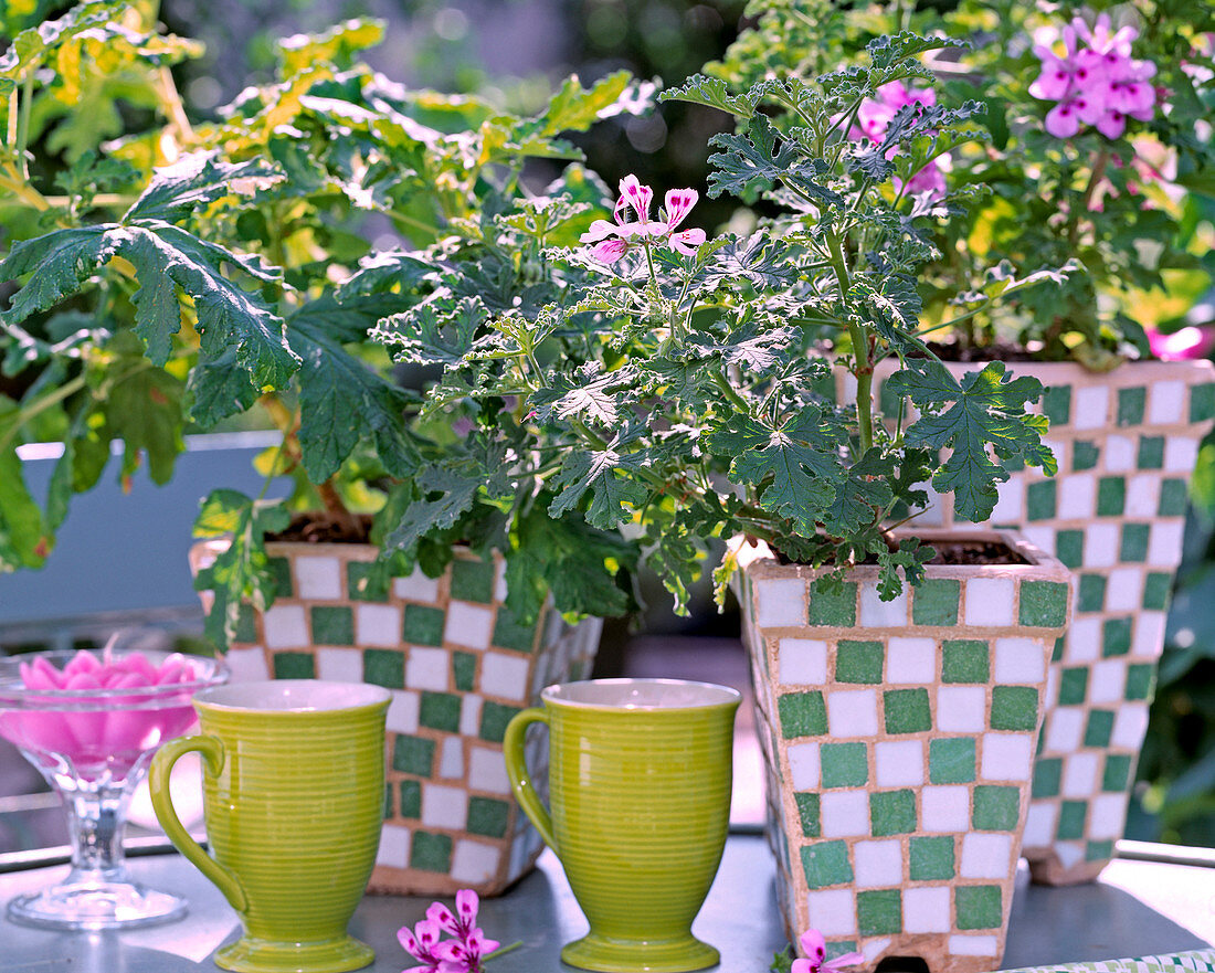 Pelargonium quercifolium 'mosquito shocker'