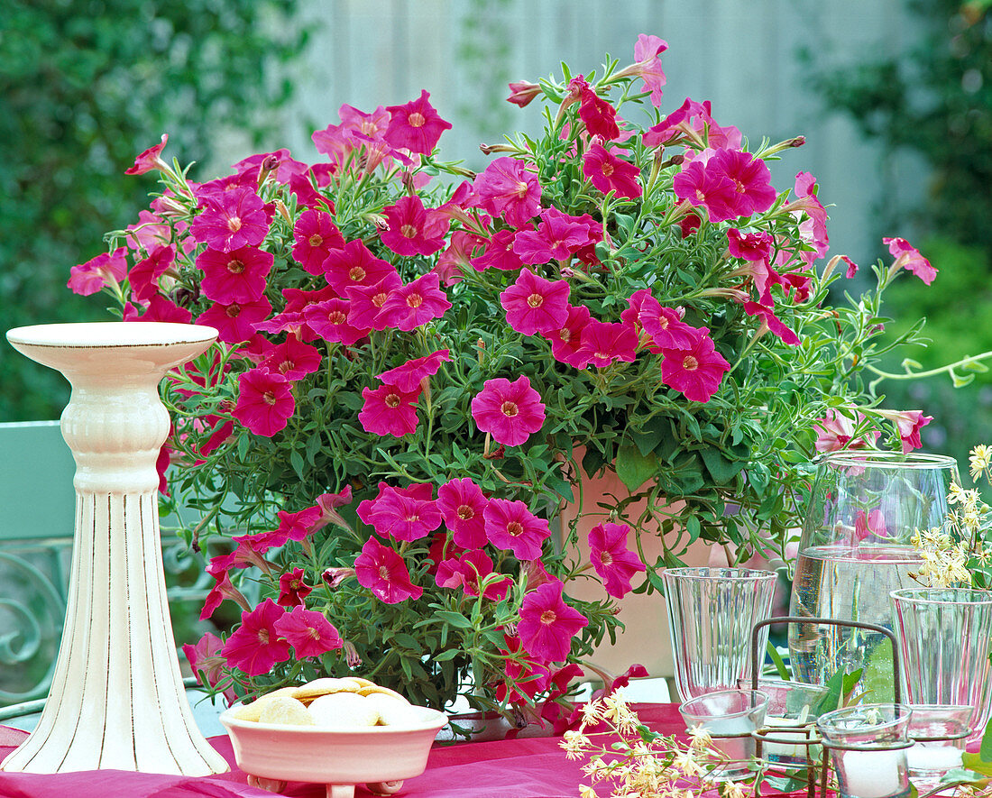 Petunia SunPleasure 'Deep Pink'