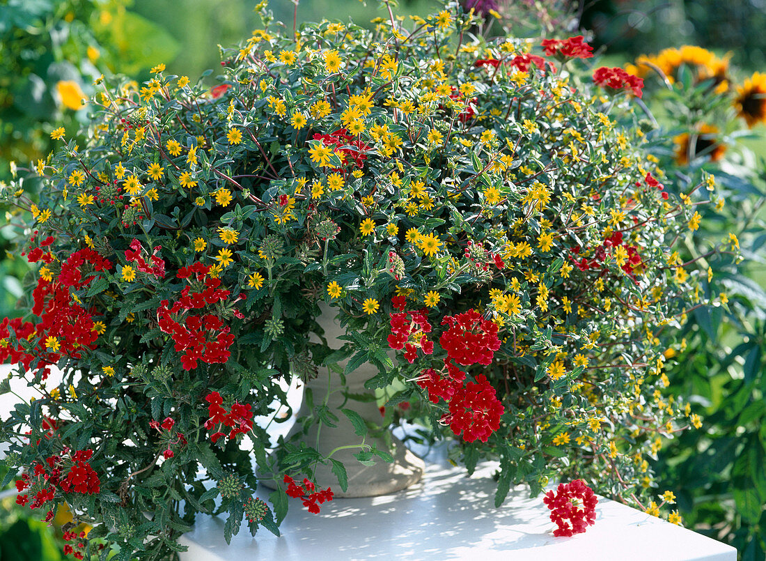 Pot with Sanvitalia procumbens 'Aztec Gold', Verbena 'Temari'