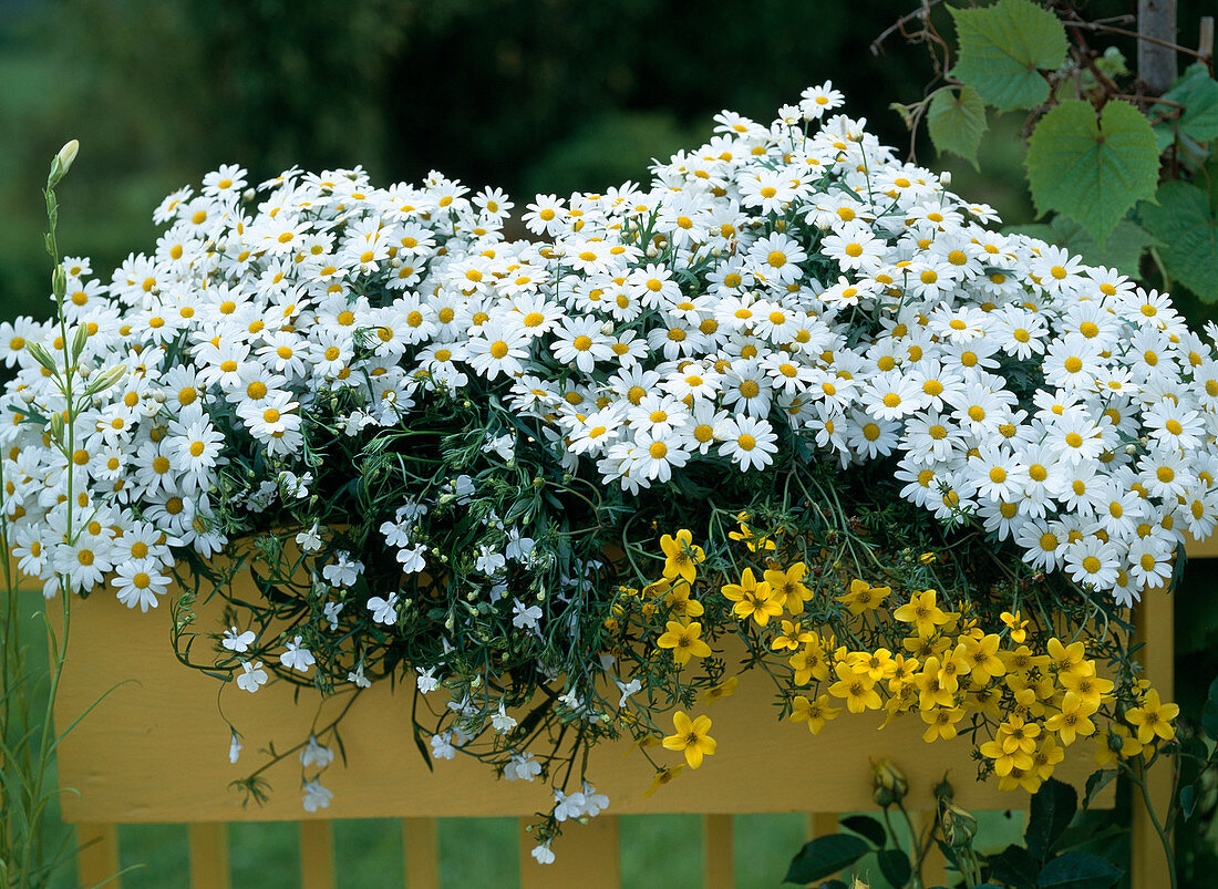 Argyranthemum frutescens (Marguerite, Lobelia erinus)