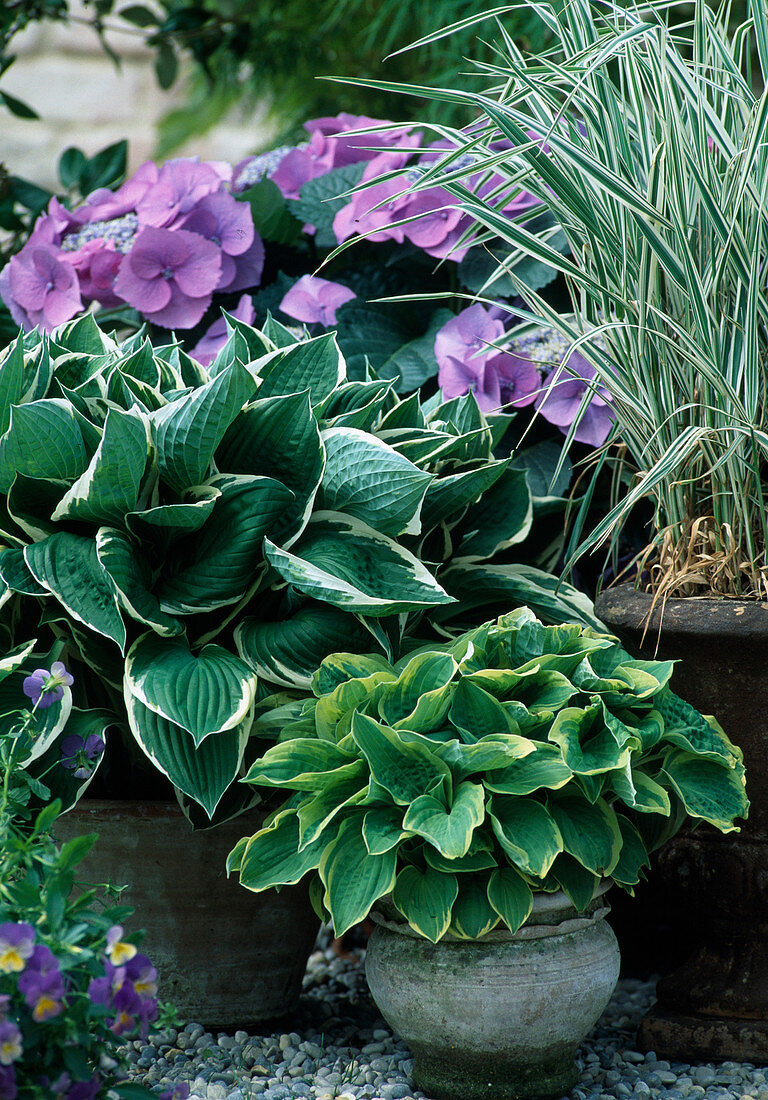 Hosta fortunei (Funkia), Glyceria (Swath grass)