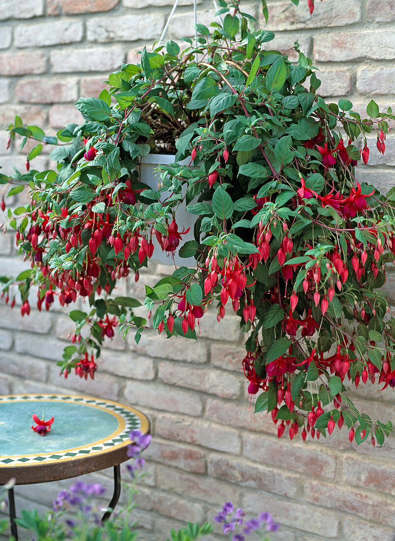 Fuchsia traffic light 'Charming'