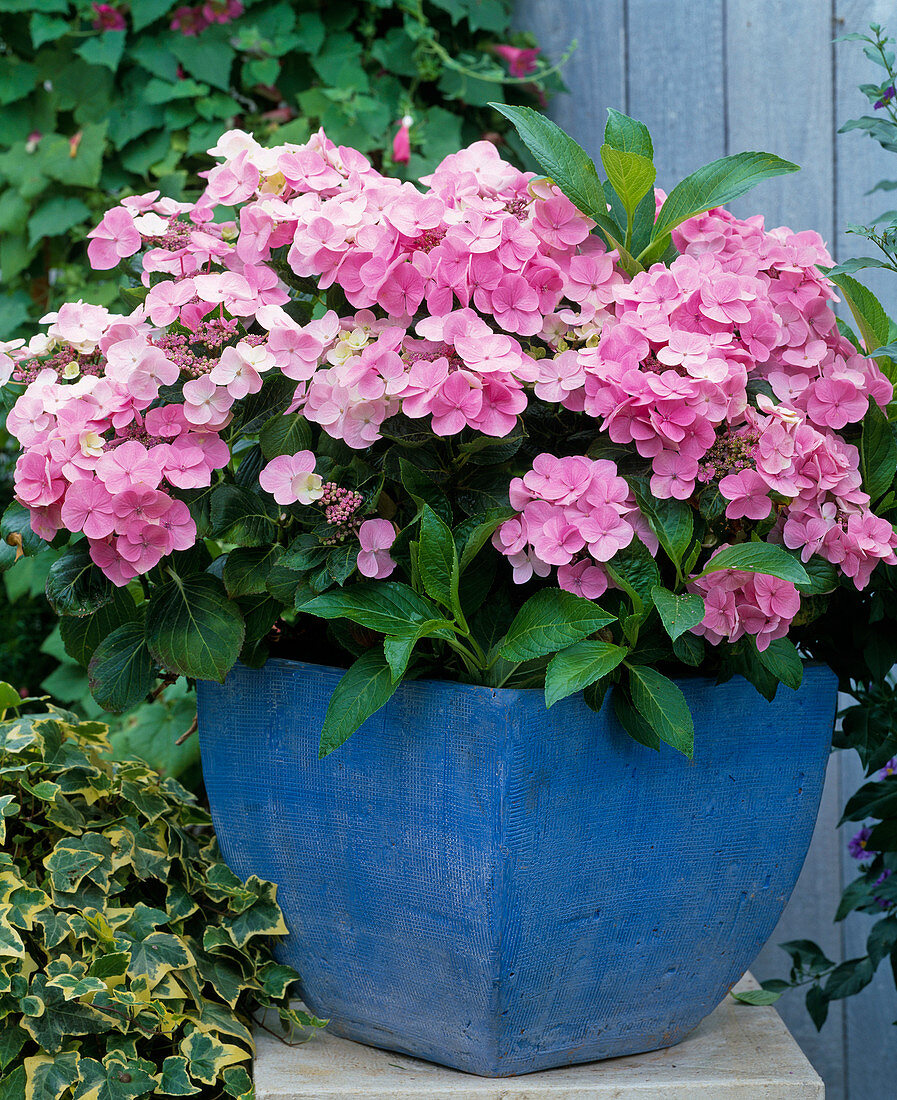 Hydrangea macrophylla 'Messalina'