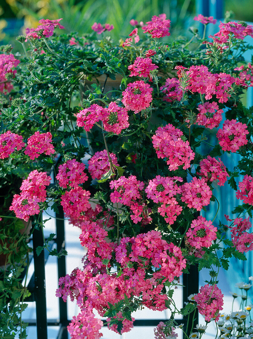 Verbena 'Tukana Salmon Rose'