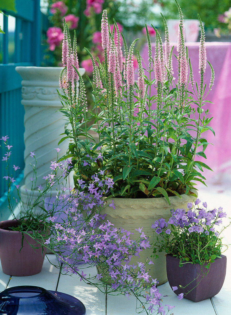 Veronica longifolia 'Pink Damask', Campanula cochleariifolia