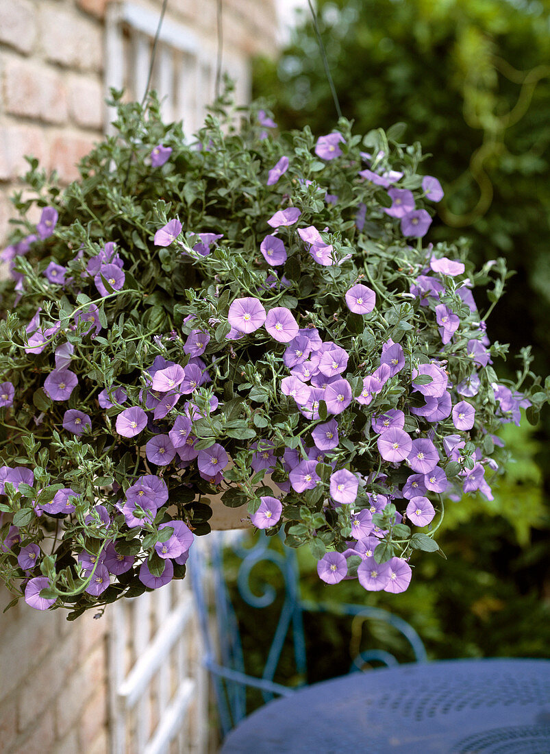 Convolvulus 'Blaue Mauritius'