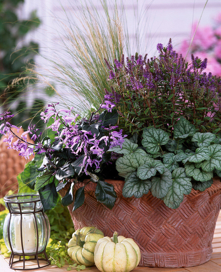 Heuchera, Stipa (feather grass), Hebe (shrub veronica), Plectranthus