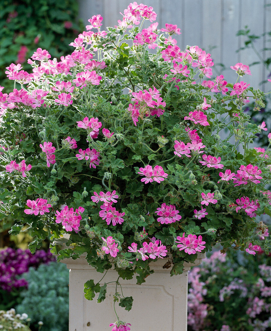 Geranium 'Pink Champagne'