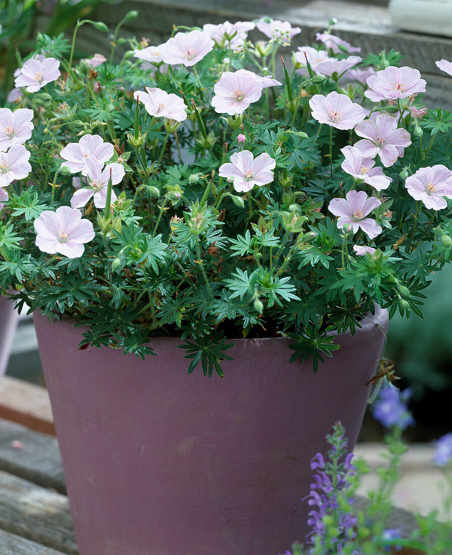 Geranium sanguineum 'Siver Jubilee'