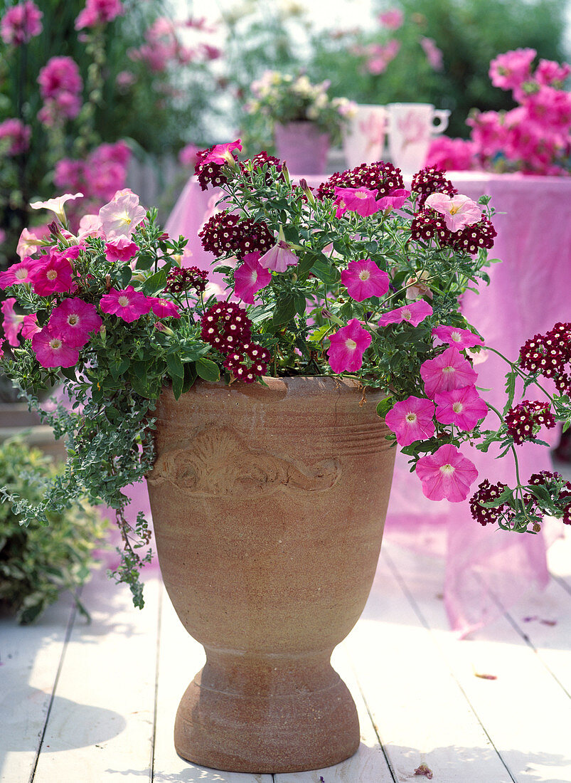 Verbena 'Burgundy With Eye'