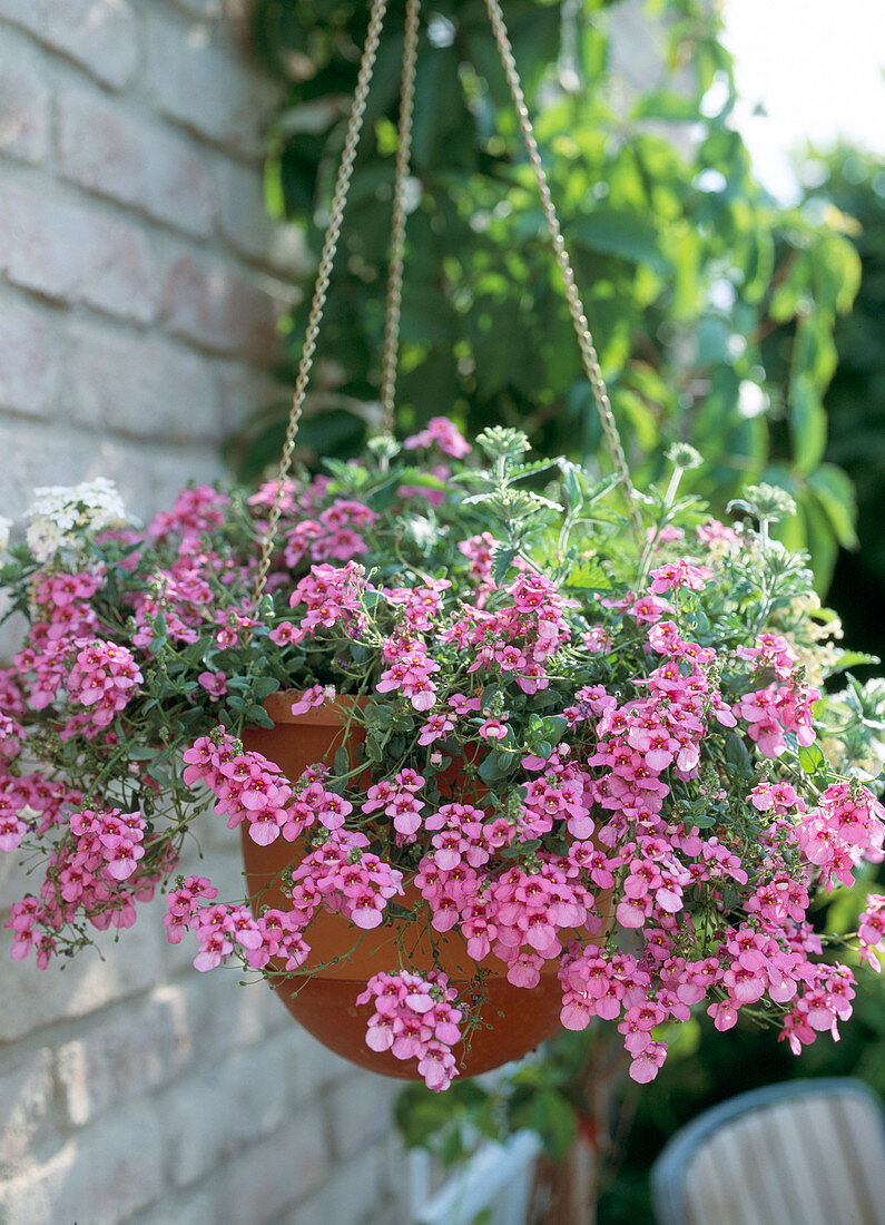 Diascia barbarae (Elfspore)