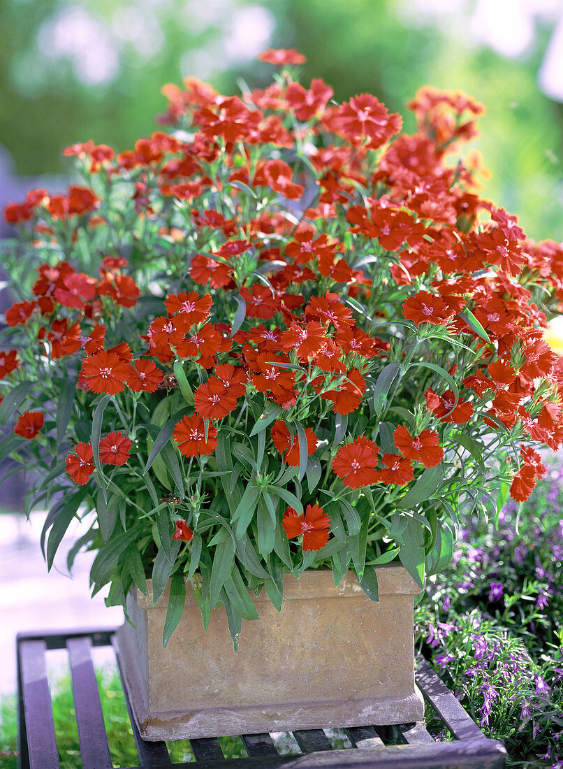 Dianthus chinensis