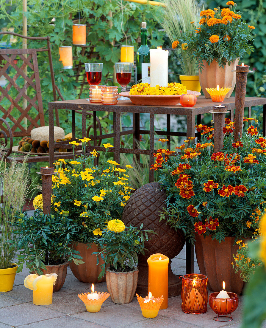 Tagetes patula 'Bonanza Gold', 'Red Mariette', Tagetes erecta