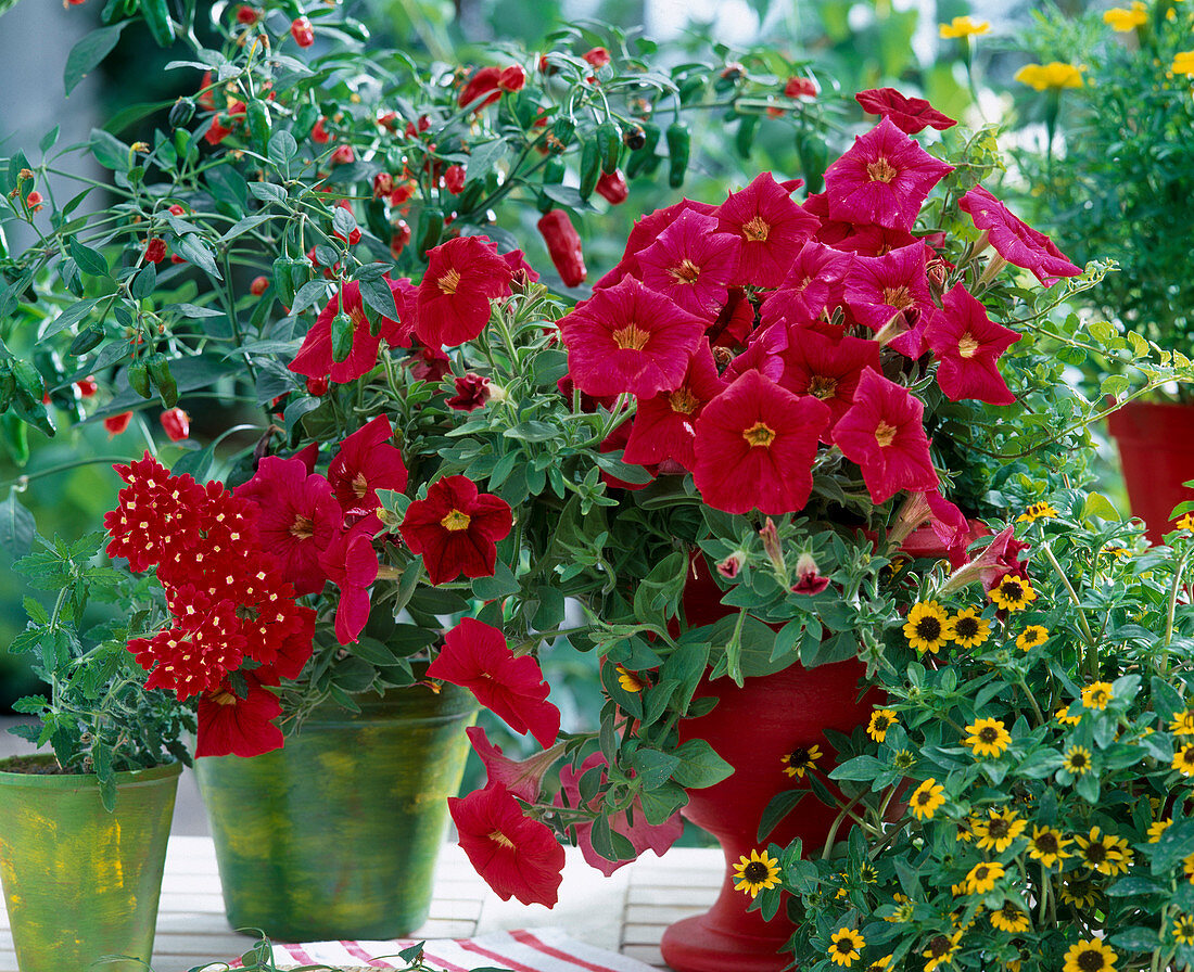 Verbena 'Quartz Burgundy', Petunia 'Fantasie Red', Capsicum