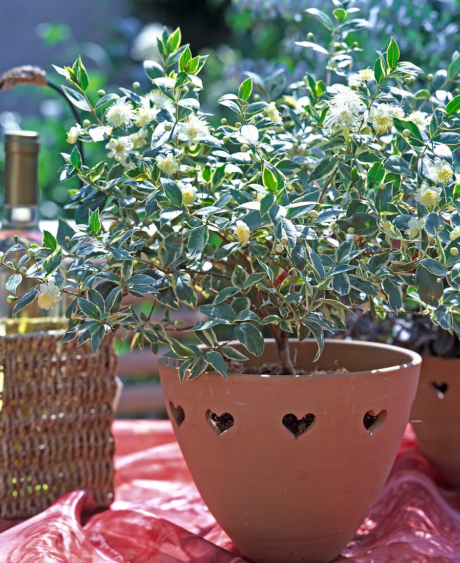 Myrtus communis 'Variegata' (myrtle)