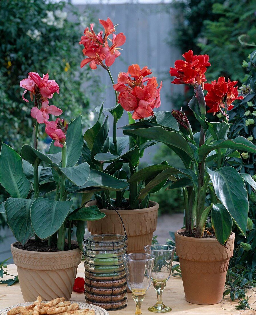 Canna indica (Indisches Blumenrohr)