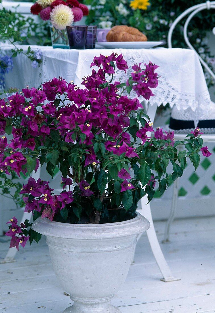 Bougainvillea glabra