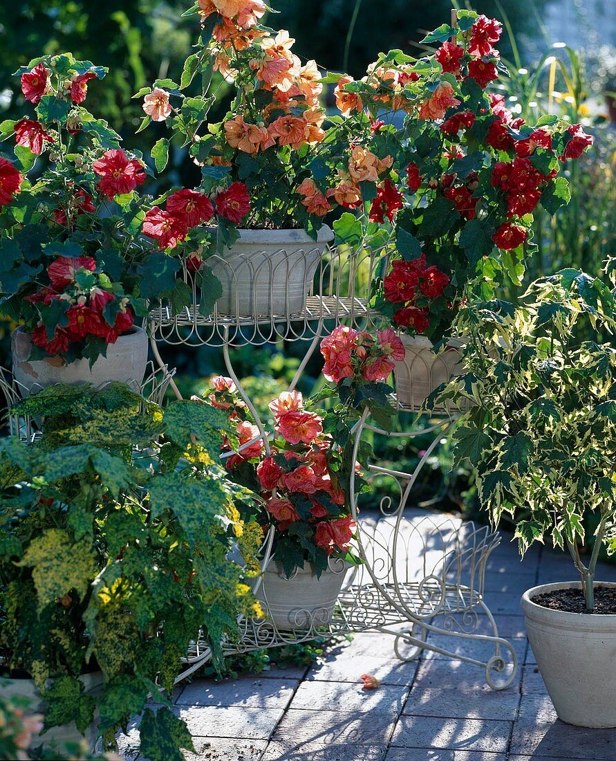 Abutilon-Hybr. 'Bella Red', 'Bella Salmon', 'Bella Apricot'