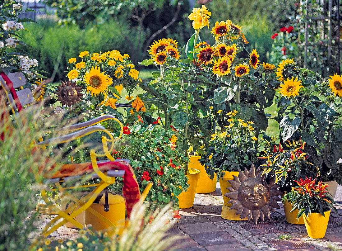 Helianthus annuus 'Pacino', Tagetes Patula Hybrid 'Favorite'