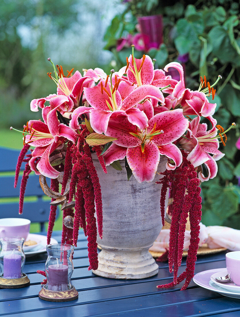 Lilium 'Stargazer', Amaranthus (Foxtail)