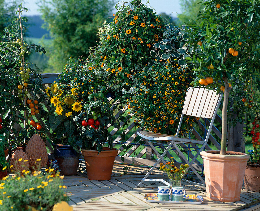 Tomatoes, Helianthus (sunflowers), Sanvitalia