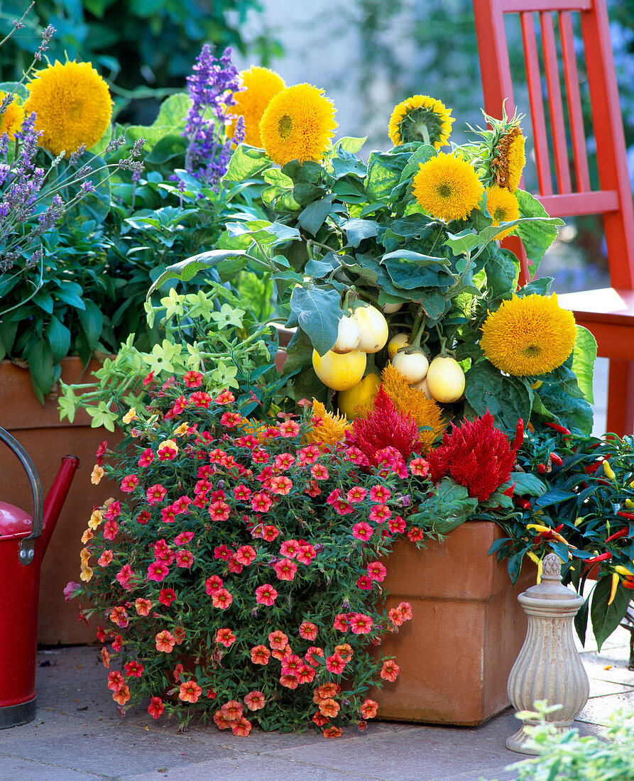 Petunia 'Million Bells Terracotta', Celosia Argentea, Nicotiana