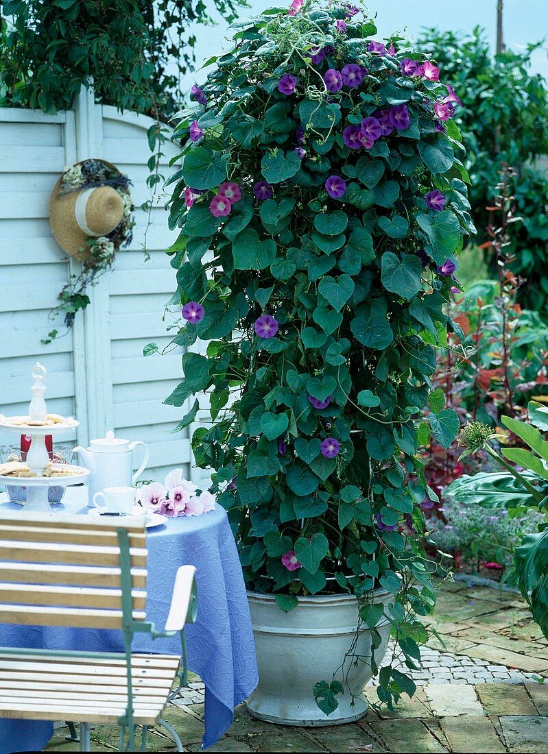 Ipomoea purpurea (morning glory)