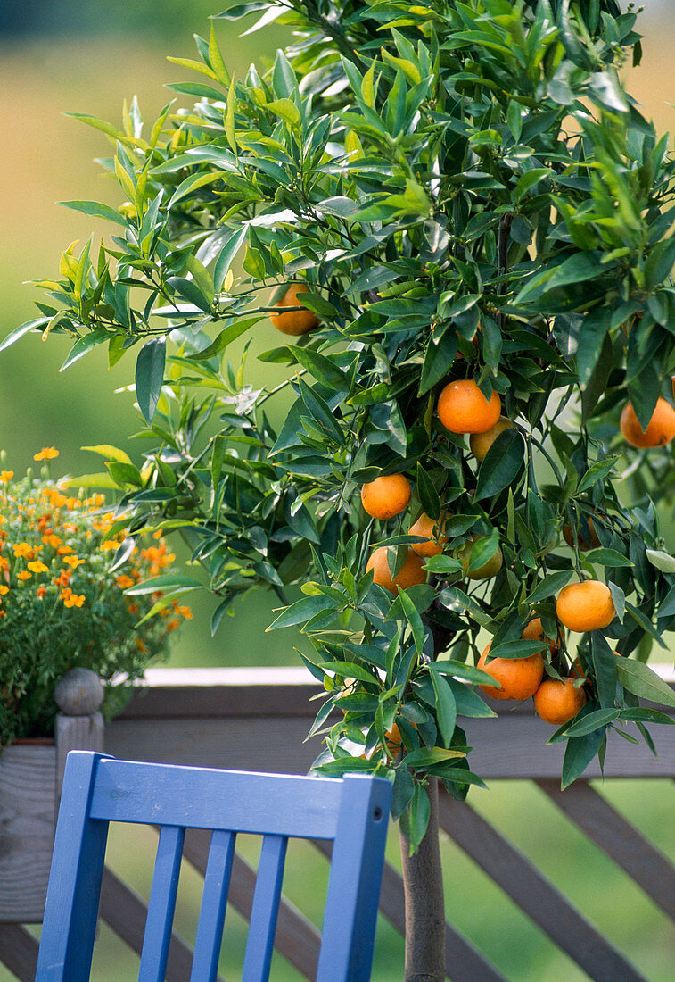 Citrus myrtifolia (Mandarine)