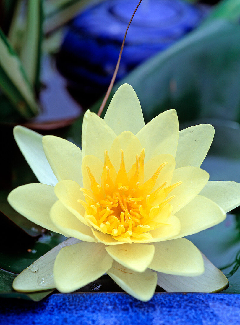 Nymphaea hybrida 'Moorei' (Water lily)