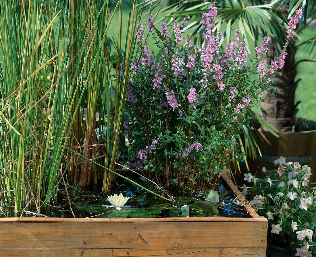 Wooden container with Nymphaea hybr., Lythrum salicaria 'Robert'