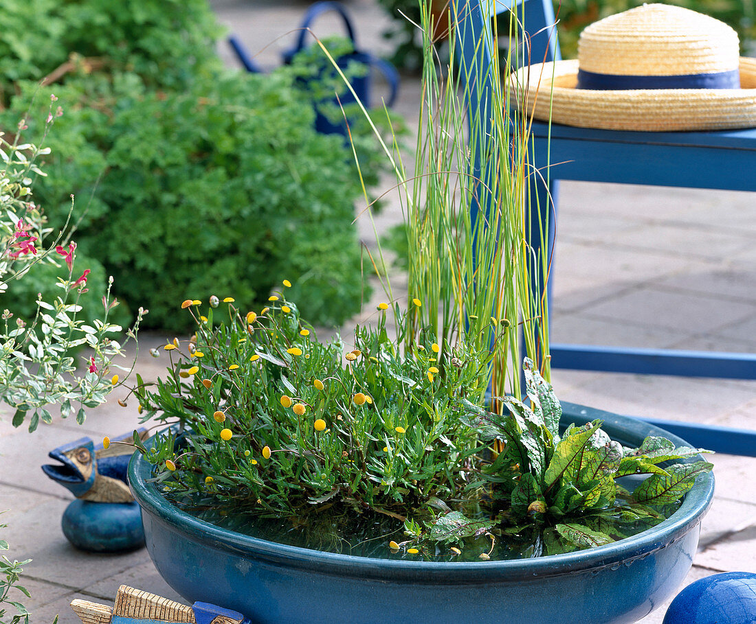 Schale mit Cotula coronopifolia (Laugenblume), Carex (Segge)