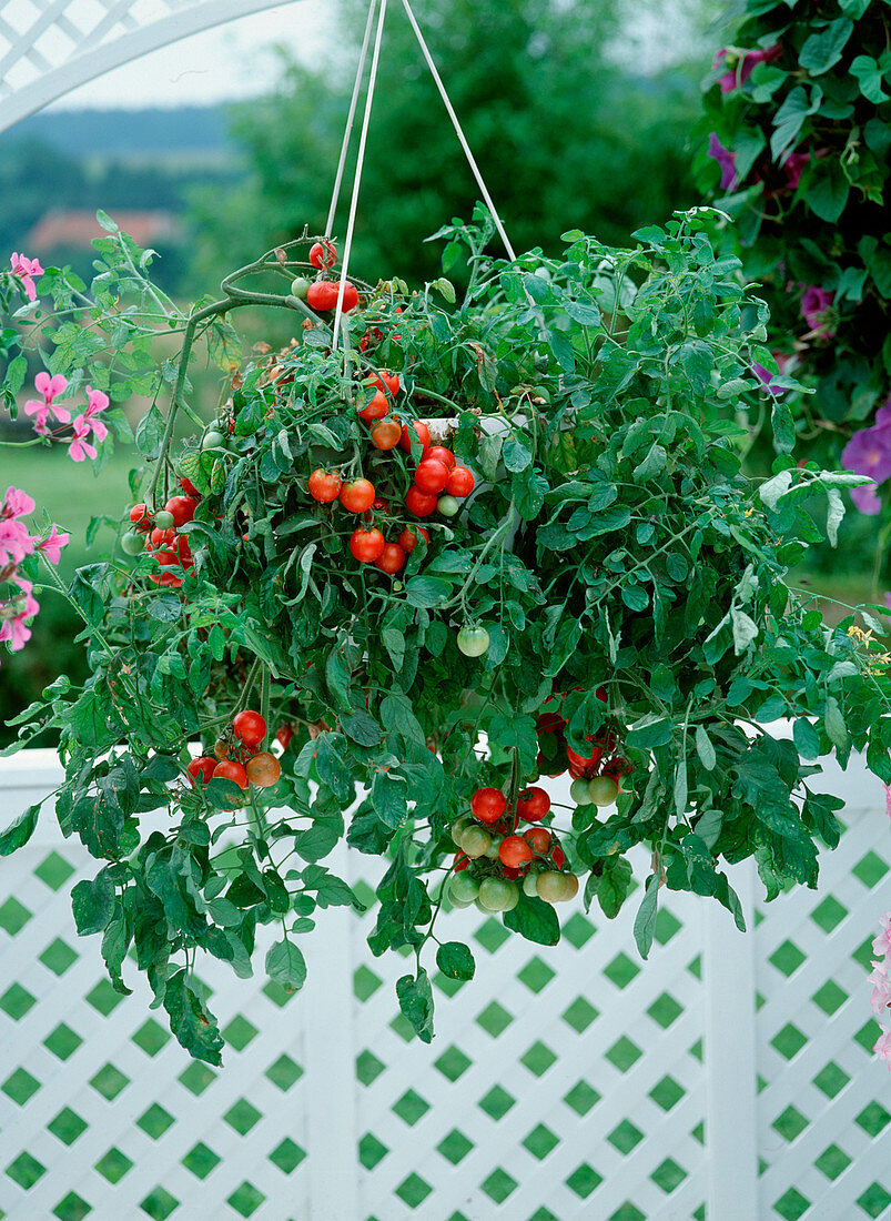 Tomato hanging basket 'Tumbler'