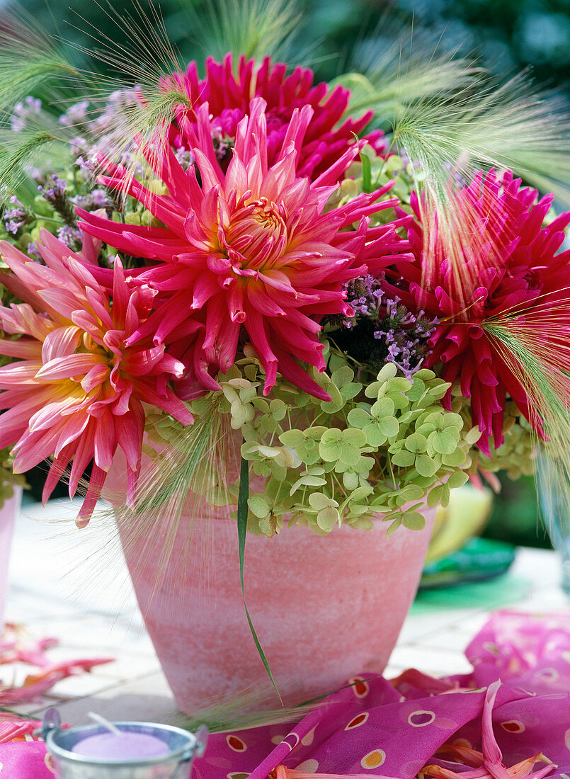 Dahlia-Hybr. (Windmühlendahlien), Hydrangea (Hortensie)