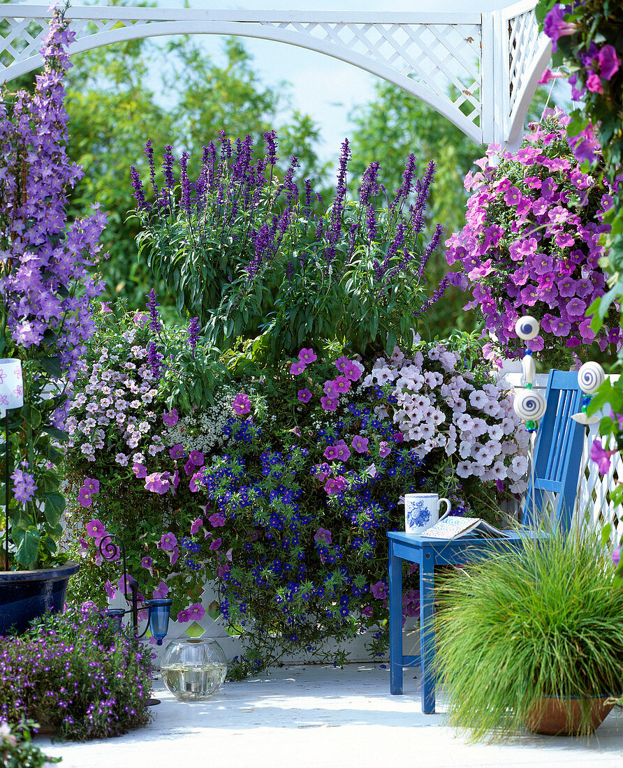 Campanula pyramidalis, Petunia 'Trailing White', Petunia,