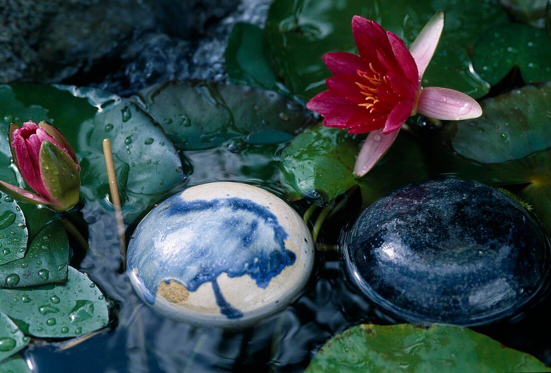 Nymphaea hybr. 'Froebelii' (water lily)