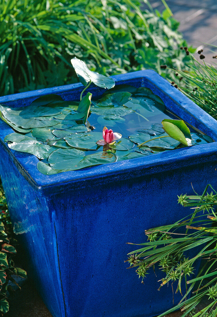 Nymphaea-Hybr 'Froebelii' (Seerose)