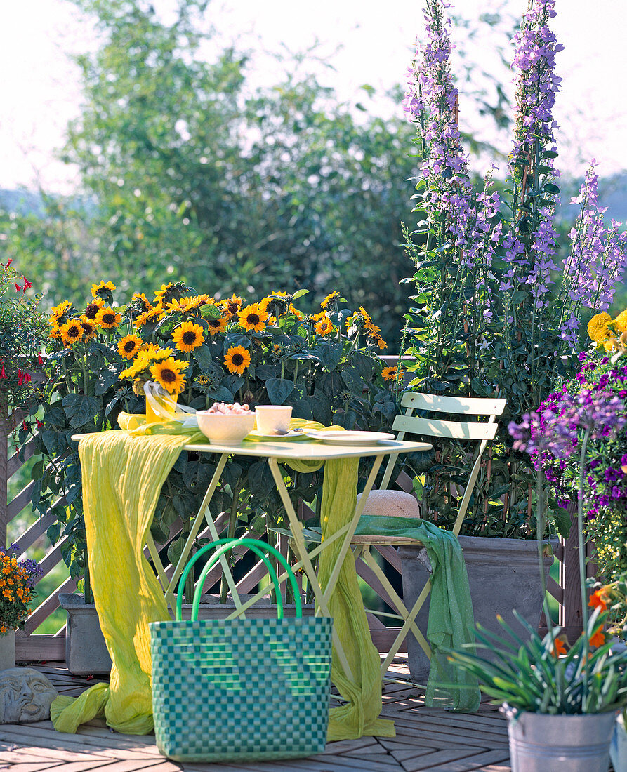 Helianthus annuus 'Sonja' (sunflowers), Campanula