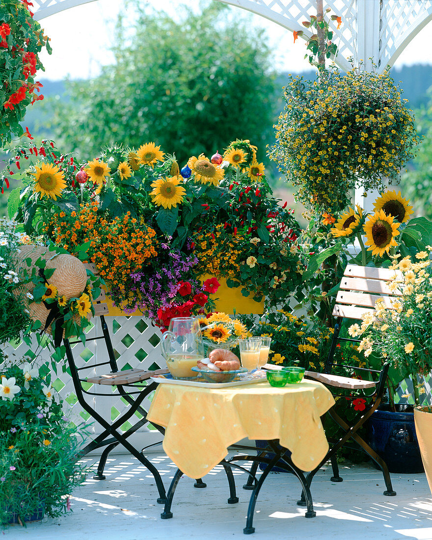 Helianthus annuus, Tagetes 'Orange Gem', Tropaeolum,