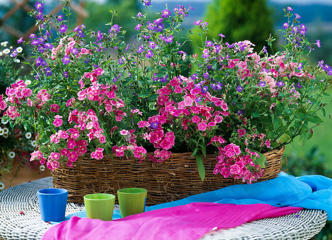 Korb mit Phlox drummondii (Flammenblume)