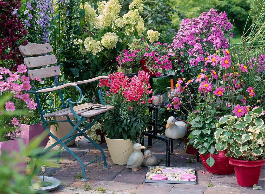 Penstemon / Bartfaden, Calibrachoa 'Celebration Pink', Phlox