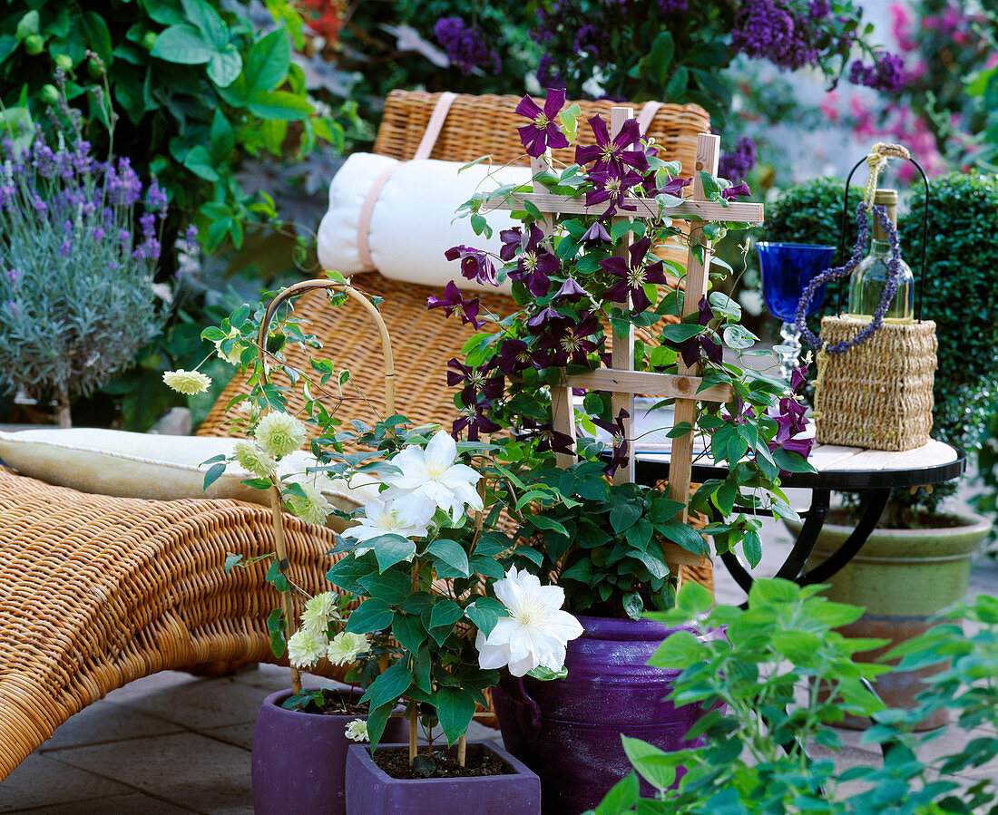 Clematis hybr. 'Arctic Queen' (white), 'Romantika' (purple)