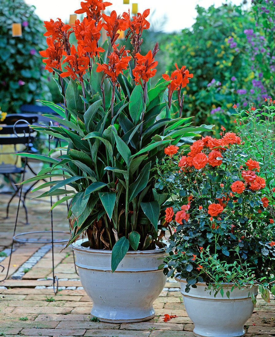 Canna indica (Indian flower tube), Rose 'Meillandina'