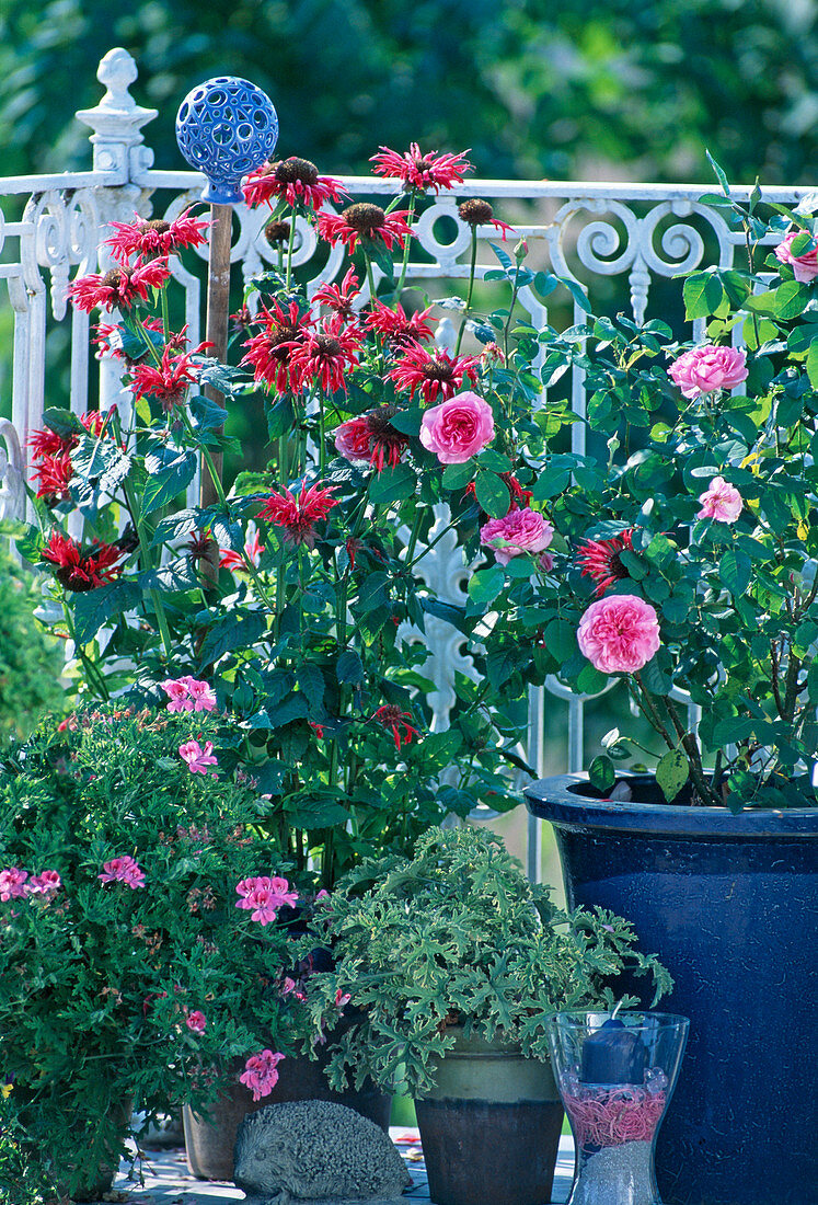 Rose 'Gertrude Jekyll', Monarda 'Gardenview Red'