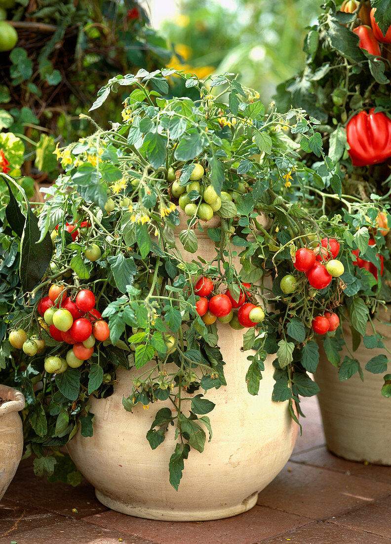 Tomato (Lycopersicum esculentum) 'Whippersnapper'